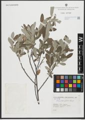 Foto von Salix salviifolia Brot.